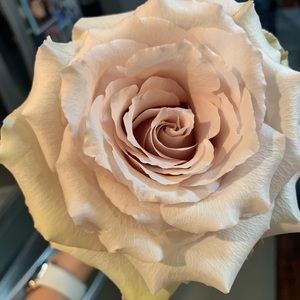 Meet your Posher, Wan ting